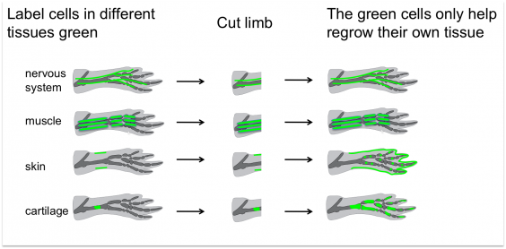 Regeneration: what does it mean and how does it work? | Eurostemcell